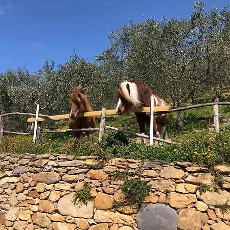 Olive House Tuscany - Zona Pisa