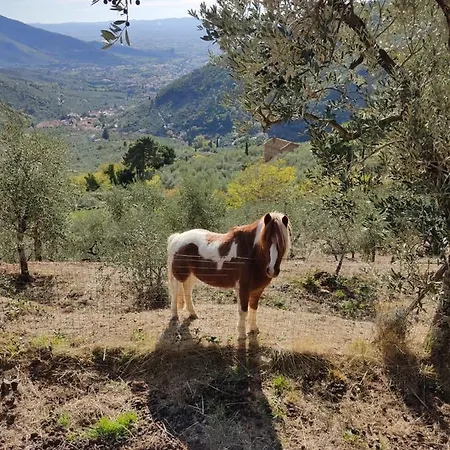Olive House Tuscany - Zona Pisa
