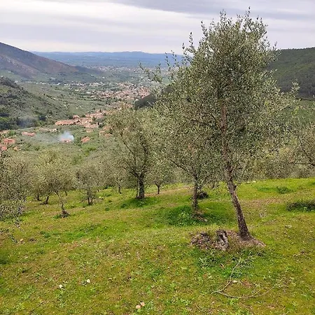 Prázdninový dům Olive House Tuscany - Zona Pisa