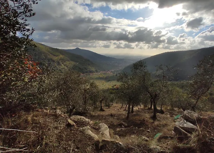 Olive House Tuscany - Zona Pisa Feriehus Calci