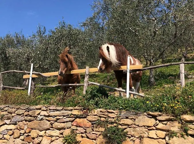 Olive House Tuscany - Zona Pisa