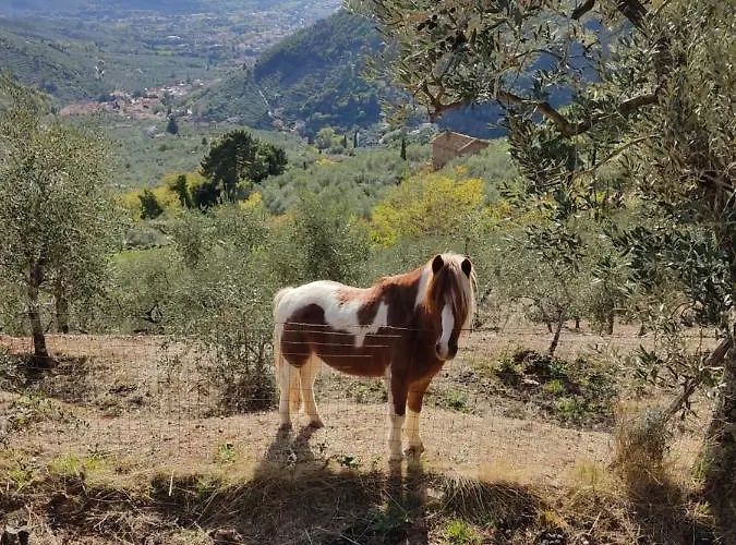 Olive House Tuscany - Zona Pisa
