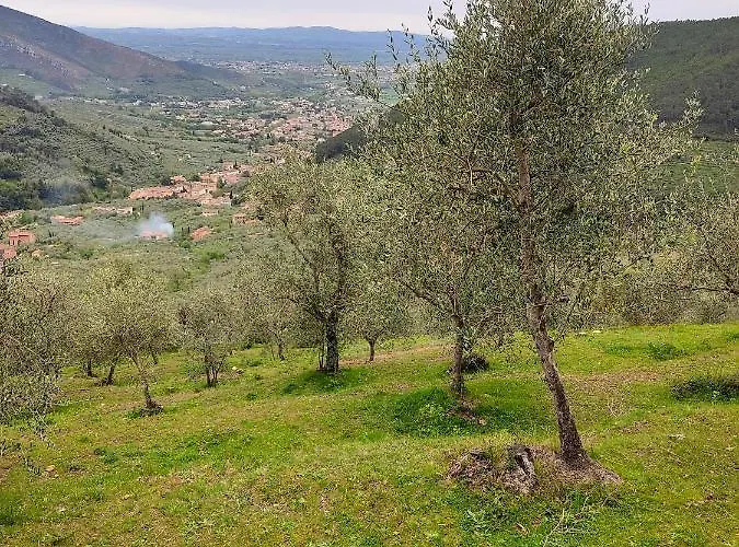 Feriehus Olive House Tuscany - Zona Pisa