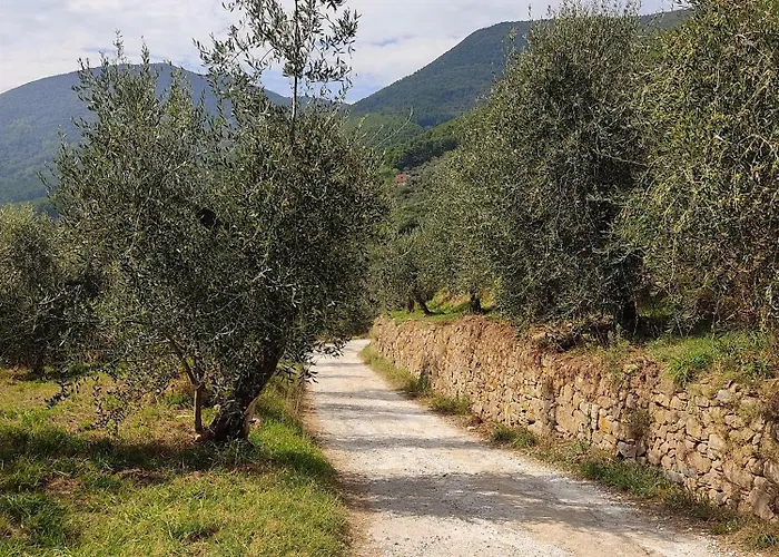 Feriehus Olive House Tuscany - Zona Pisa *